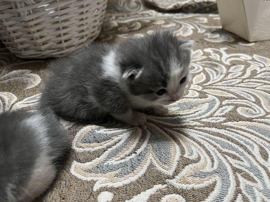 продам котёнка.