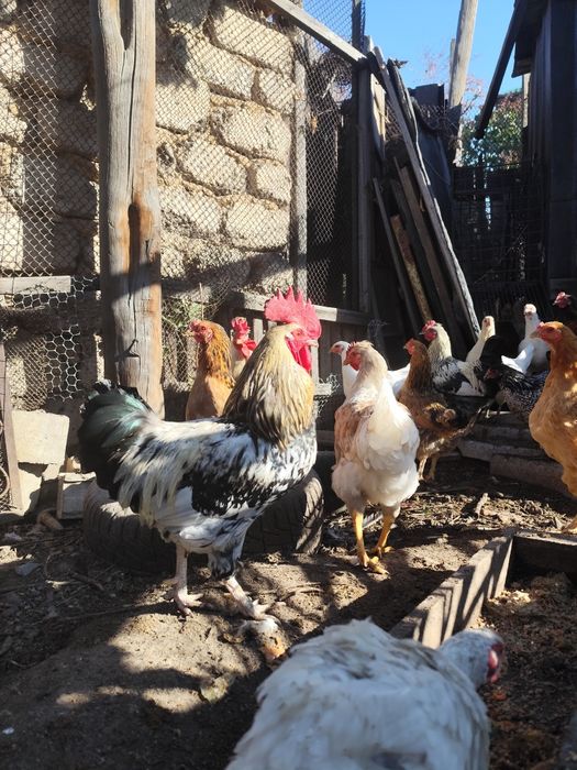 Петухи молодые, домашние.