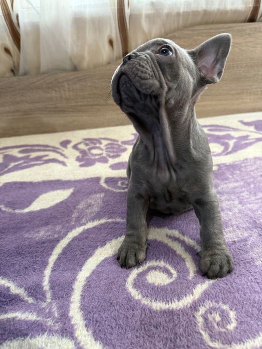 Френски булдог blue ten
