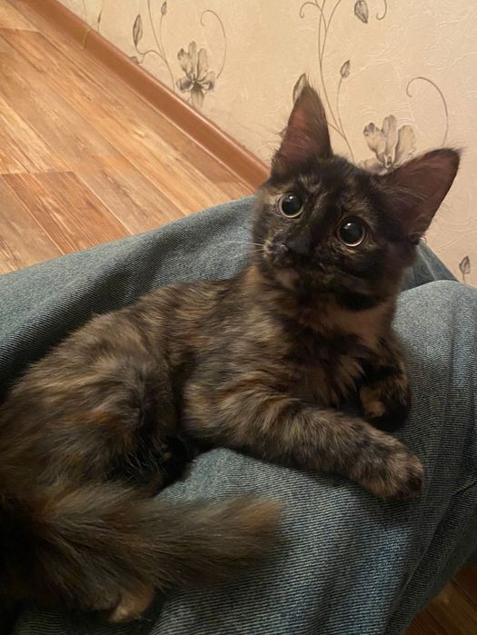 Котенок девочка ищет дом