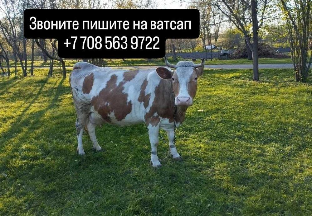 Дойная корова с телёнком
