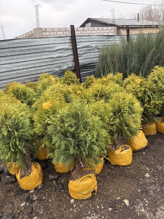 Елки туи озеленение участка