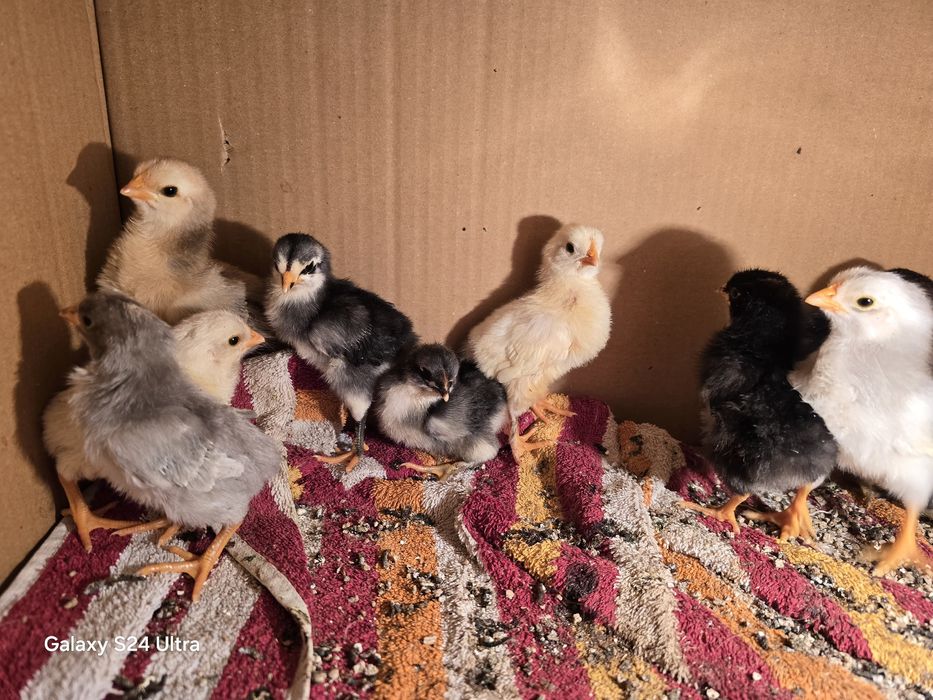 Петли петлета  и кокошки от стари български породи