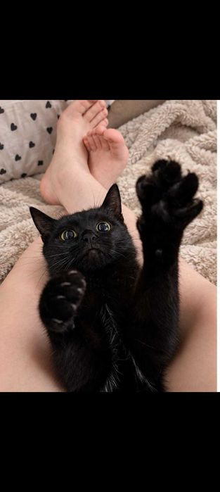 Маленькая кошечка ищет свой дом