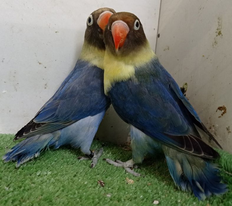 Tineret agapornis și nimfe