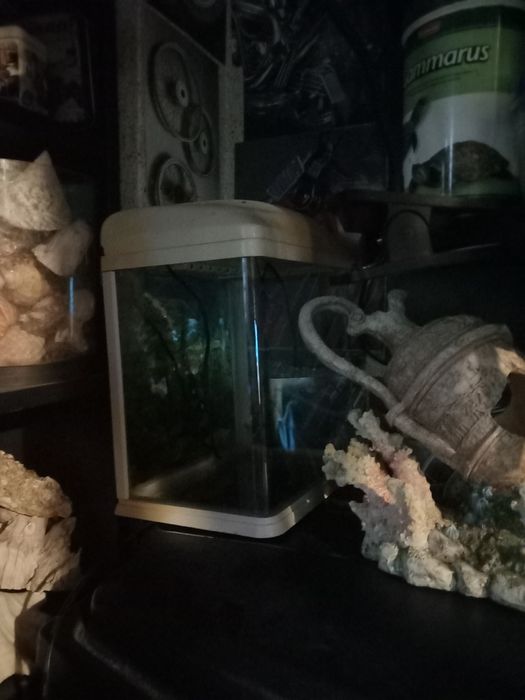 Acvariu pesti acvariu