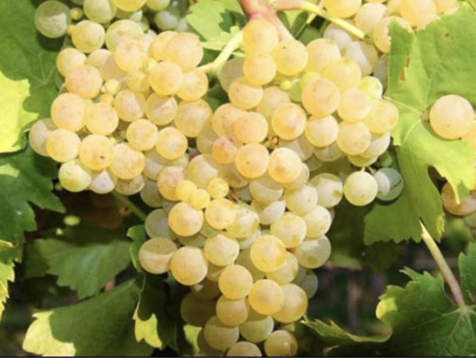 Struguri de vin producator
