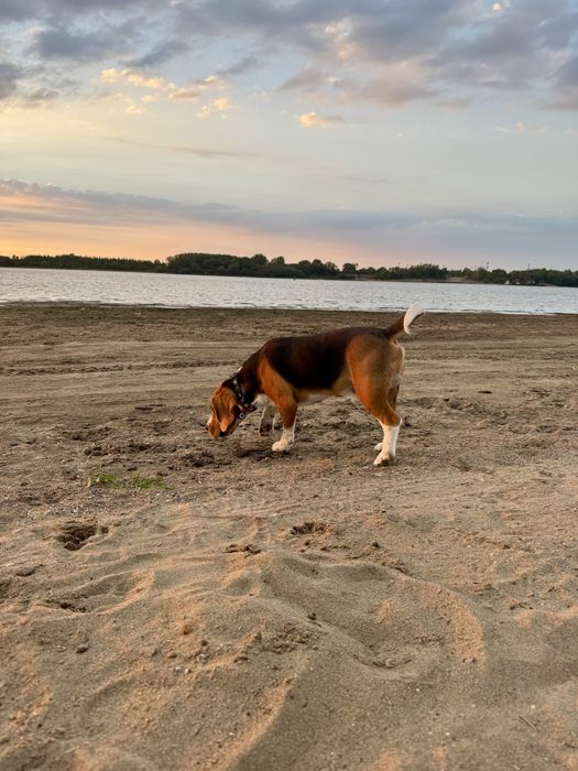 Vand mascul Beagle cu Pedigree