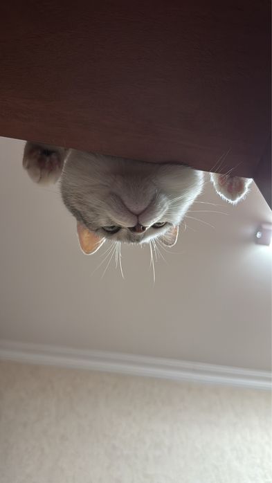 Отдам кота в хорошие руки