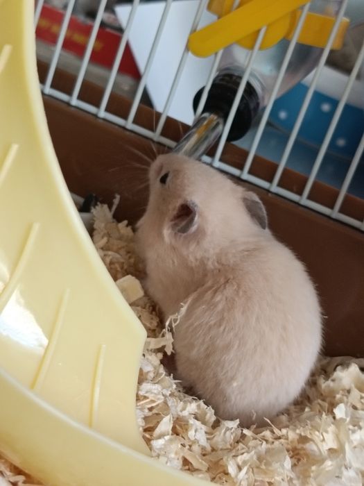 Продам Хомяка с клеткой