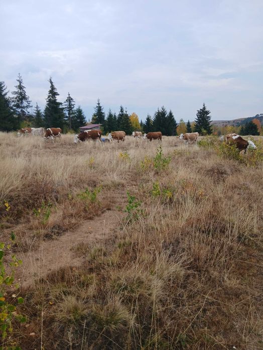 Vand 10 vaci anscrise an cop pe ales pret antre 70 si 100