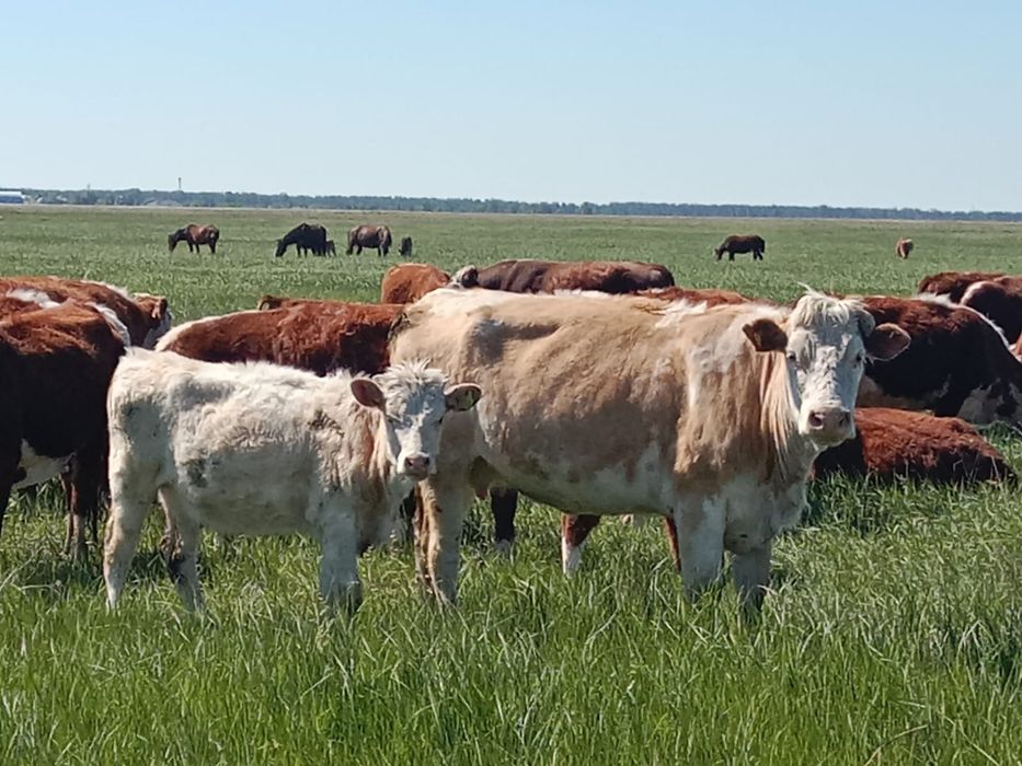 Продам корову с тёлочкой