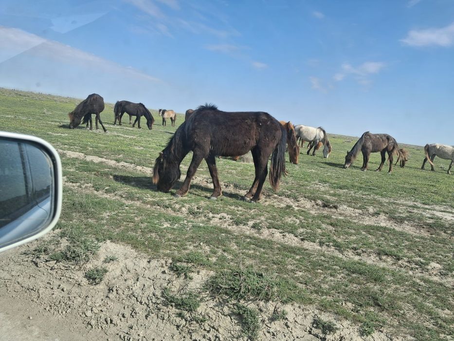 Бие Құнаннан дөнен шықпа