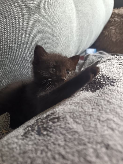 отдам кота  бесплатно в добрые руки