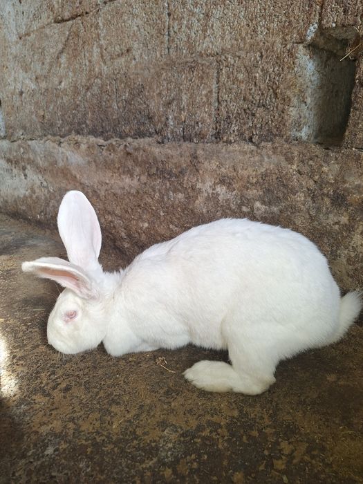 Кролик крол кролчата
