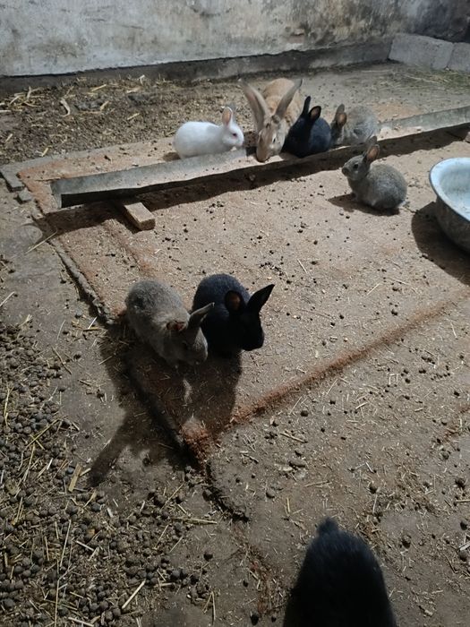 Крольчата на продажу