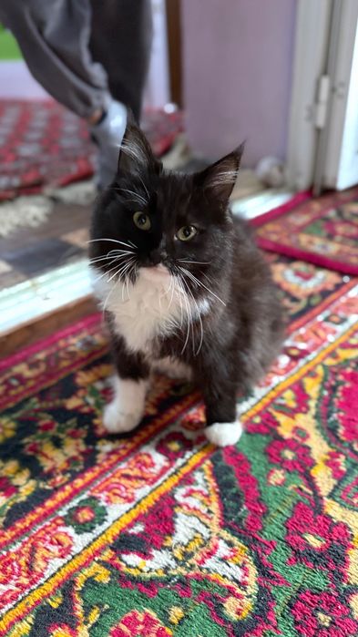 Mushukcha Tekinga beraman. Pushistik