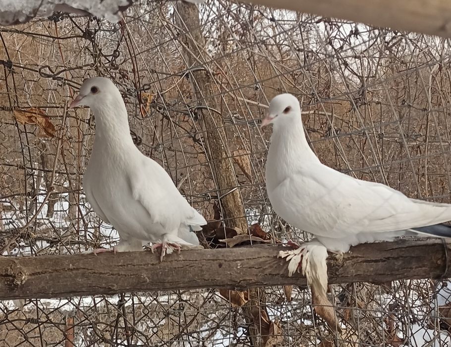 Голуби 4 штуки белые