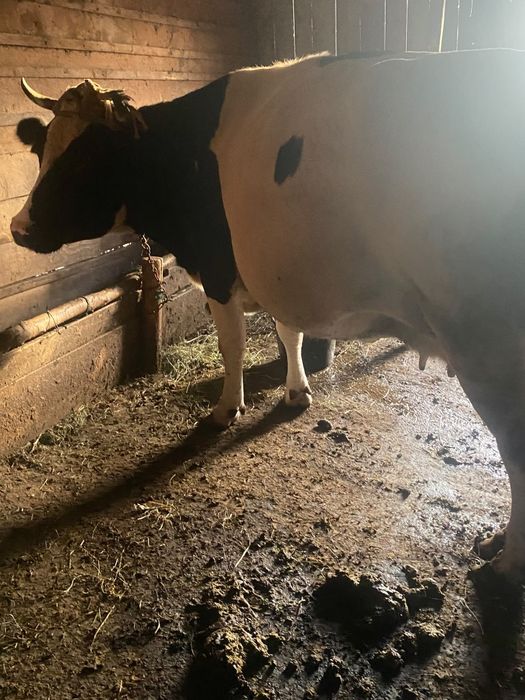Vaca de vanzare.