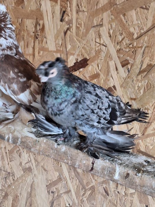 Продам двух чубых голубей