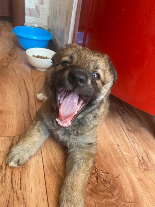 Щенку нужен дом!