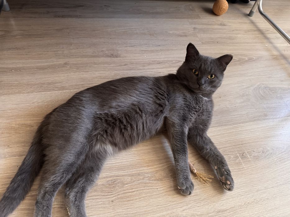 Кот британец - метис (2,5 года )