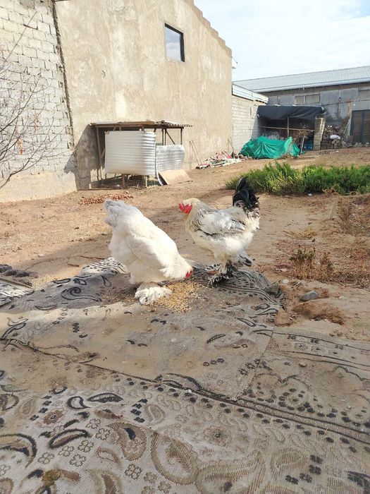 Tovuq va xoʻroz bruller