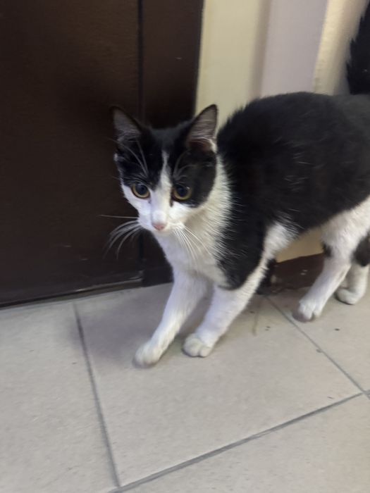 Мысықты асырап алатын адам болса