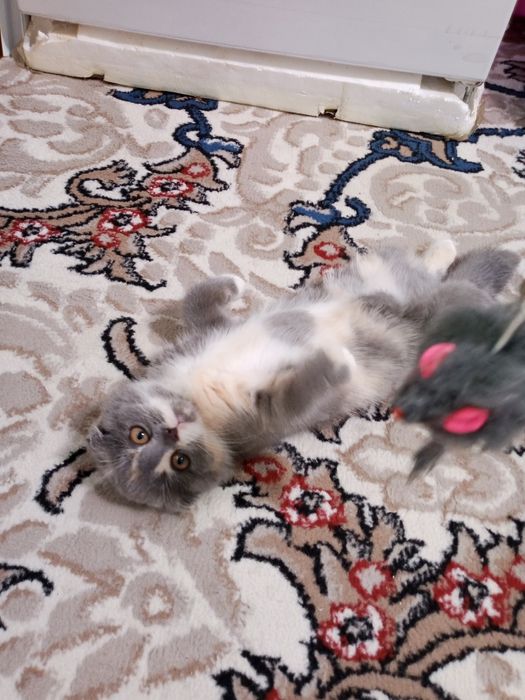 Orqa tomondan sargish qizlarning fotosuratlari