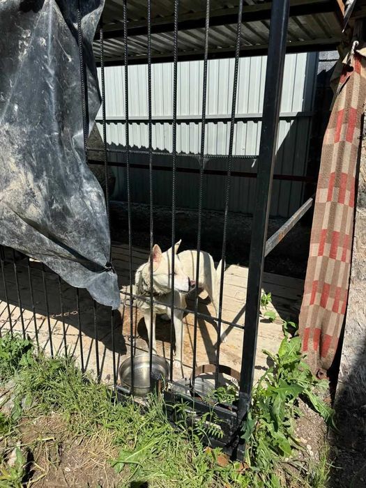 Срочно продаю : Щенок в хорошие руки