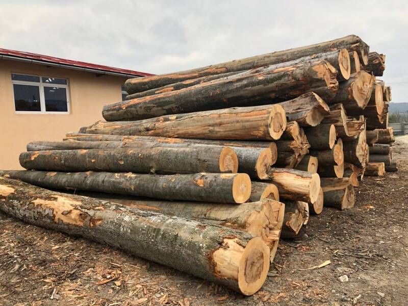 Vând lemne de foc de fag