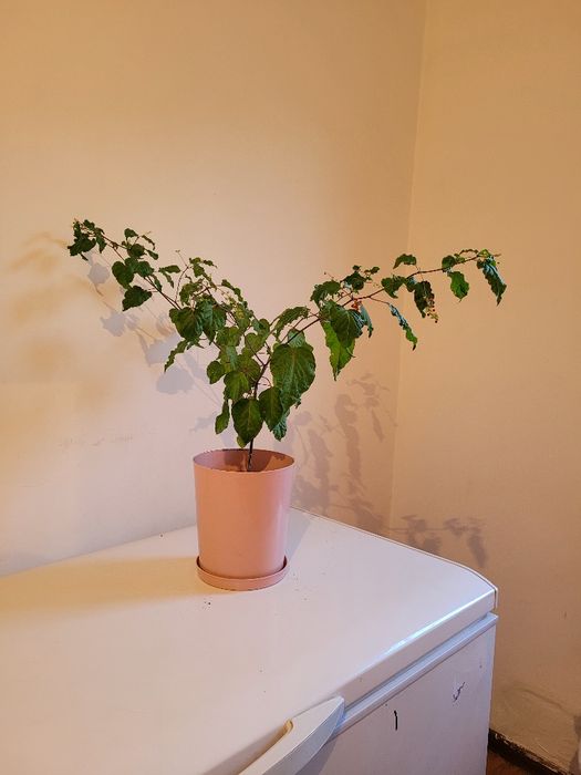 Цветы гулдер каталпа