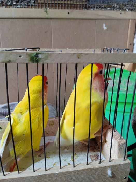 Qush sotiladi 2 tasi erkak 2tasi par to udg