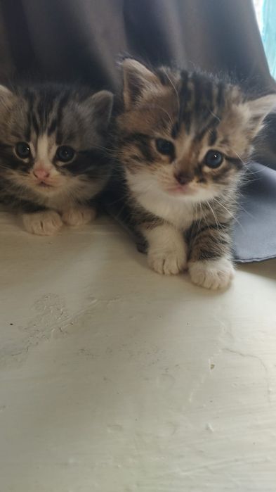 Продаются котята породистые, мальчик и девочка,