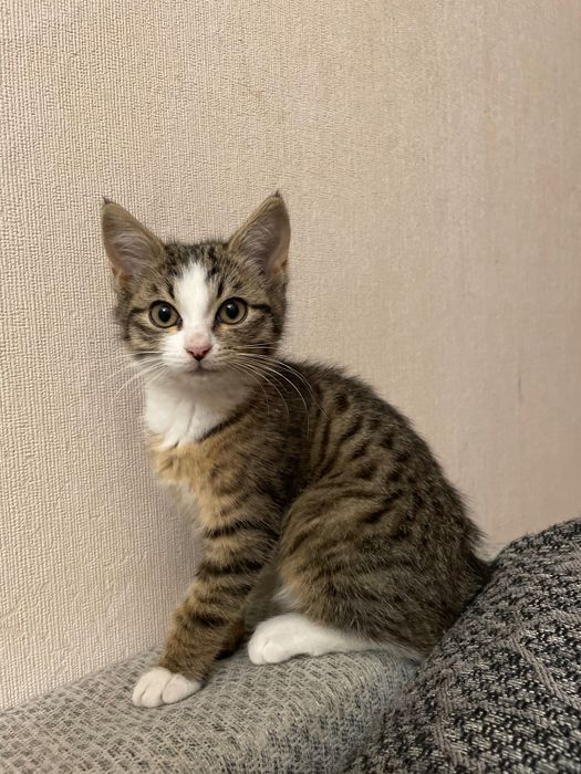 Отдам котенка в хорошие руки