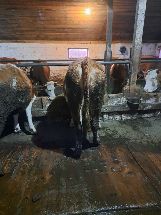 Vând  juninca  2 ani jumate