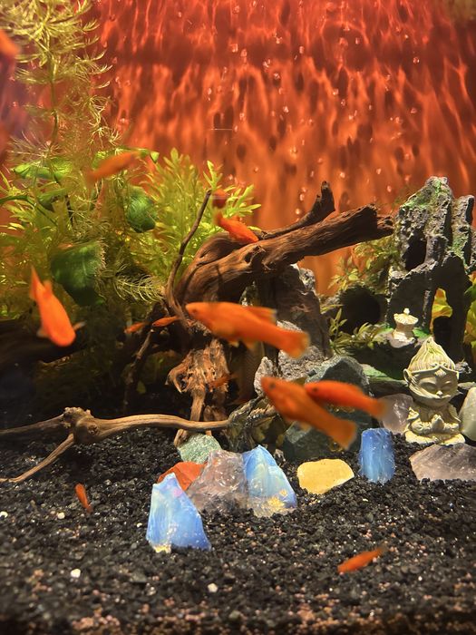 Рыбки подростки Меченосцы больше 10 шт