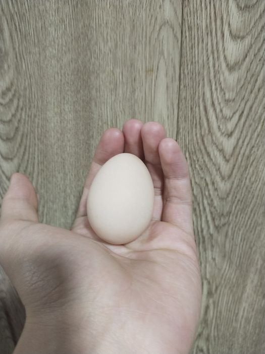 Домашние куриные яйца