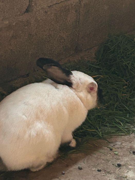 Кролики продам калифорня