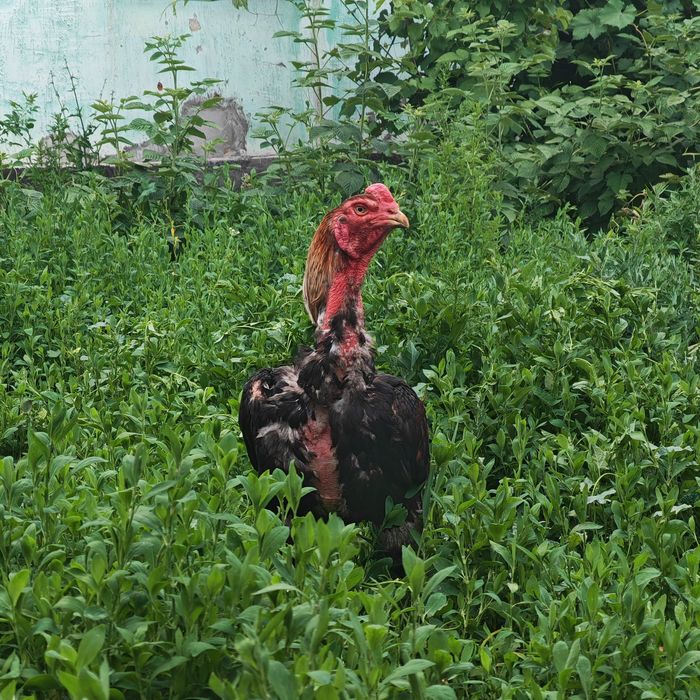 Корейц  каны мыкты