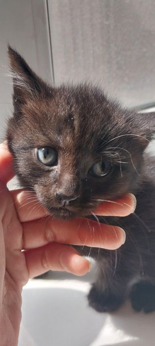 Котята в хорошие руки