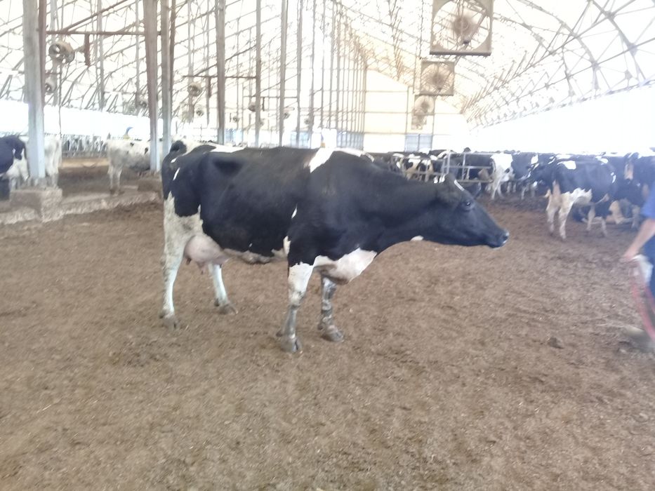 Осеменение КРС. Ұрықтандыру, ұрықшы сиыр алатауский