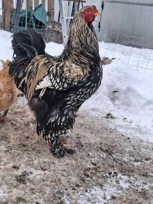 Vand 20 oua de gaini motate