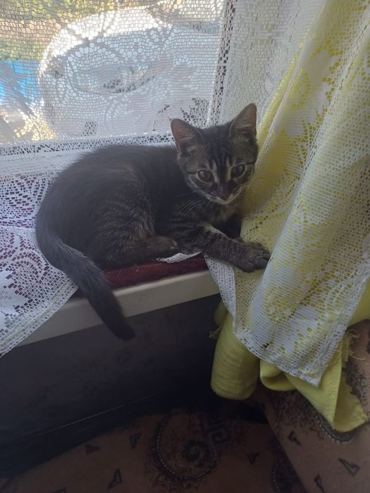 Котенок мальчик ищет дом