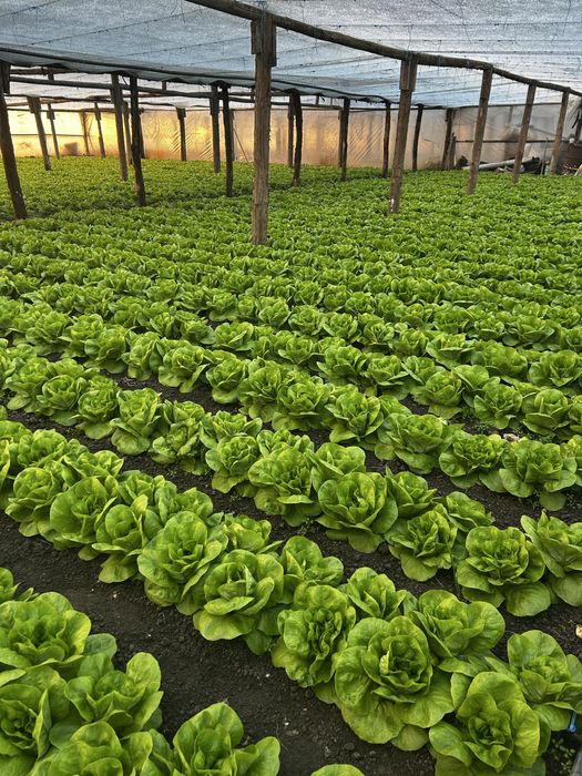 Salată verde de vanzare