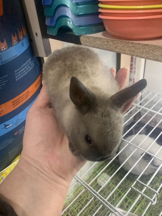 Кролик декоративный