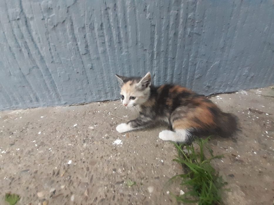 Donez pisici de rasă