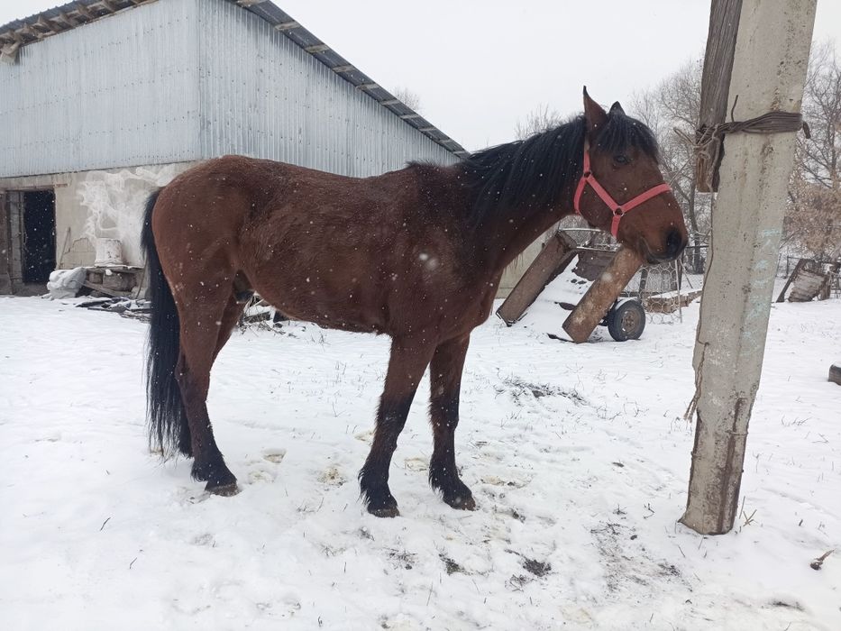 Жылкы сатылады мерин
