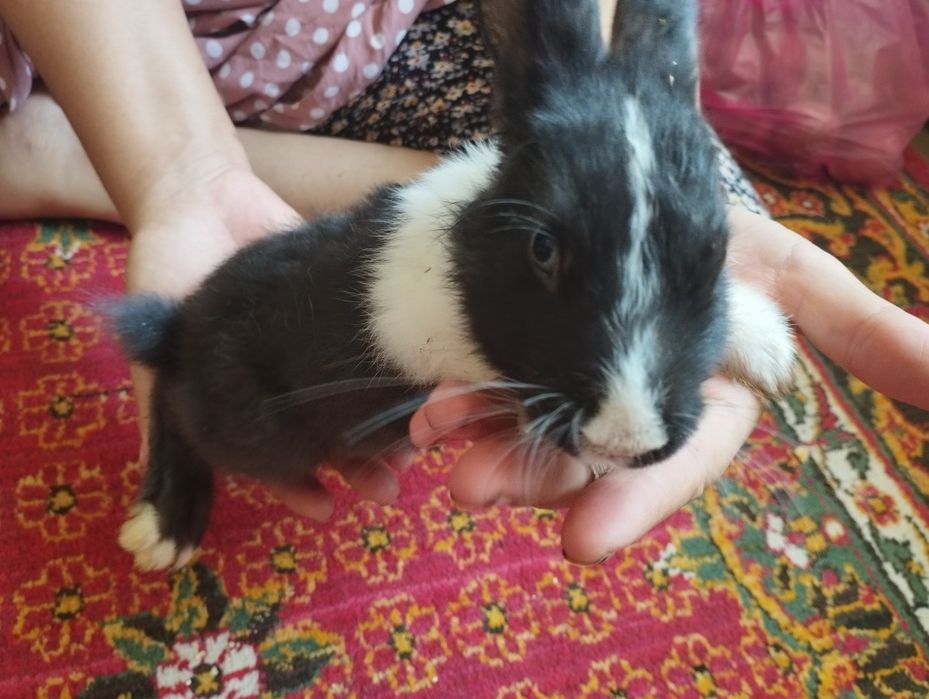 Quyonchalar sotiladi