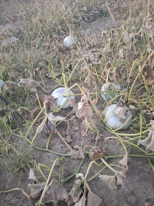 Dovleac placintar dulce f bun productie proprie 1,8lei/kg